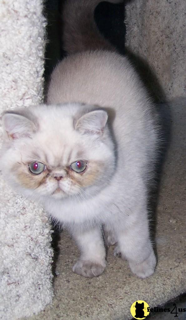 KIMBA IS A BLUE LYNX POINT EXOTIC SHORT HAIR MALE