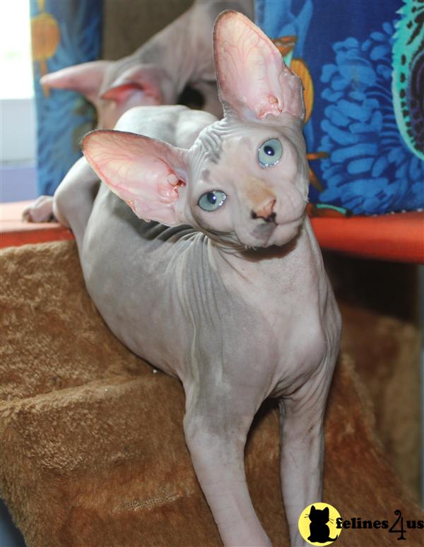 Sphynx Kitten for Sale Beautiful Blue Tortie Mink Sphynx Kitten 12 Yrs