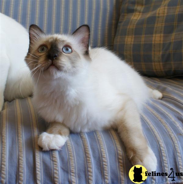 birman kittens sale victoria australia