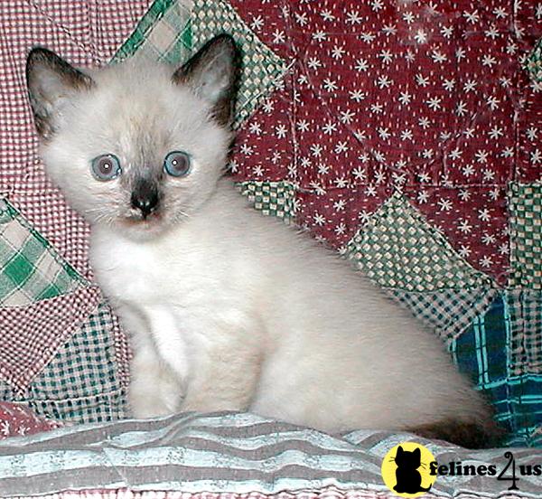 Siamese Kitten for Sale Siamese Seal Tortie Lynx Pt Siamese Girl