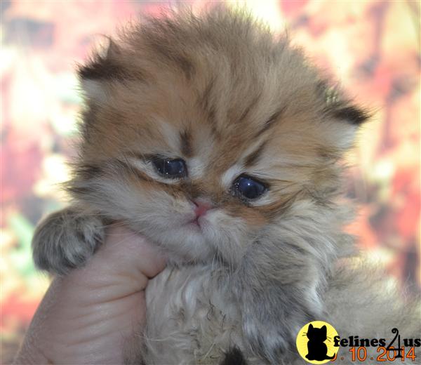 Kittens for Sale in Wisconsin