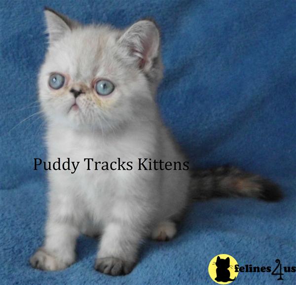 Exotic Shorthair Kitten for Sale Tortie Lynx Point Exotic Short Hair