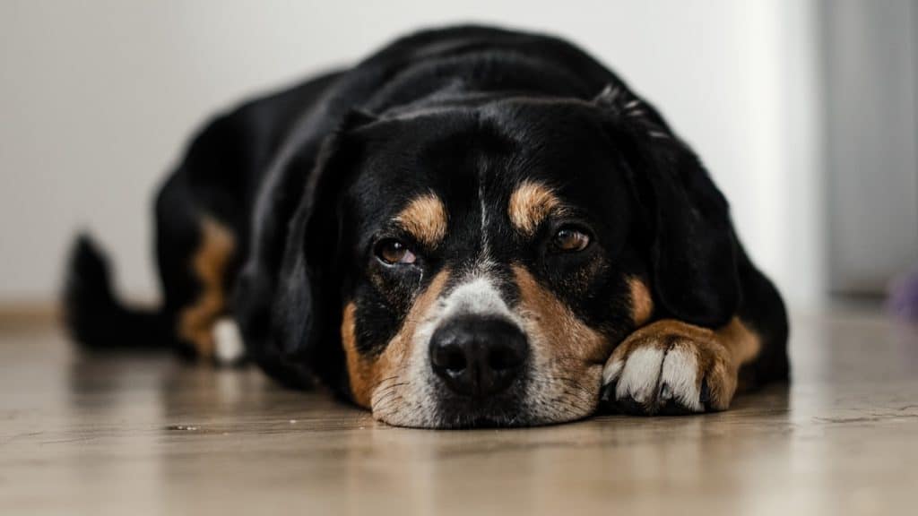 Hundeversicherungen Welche Absicherung braucht mein Hund