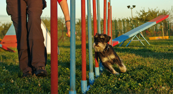Hunde richtig beschäftigen › fello