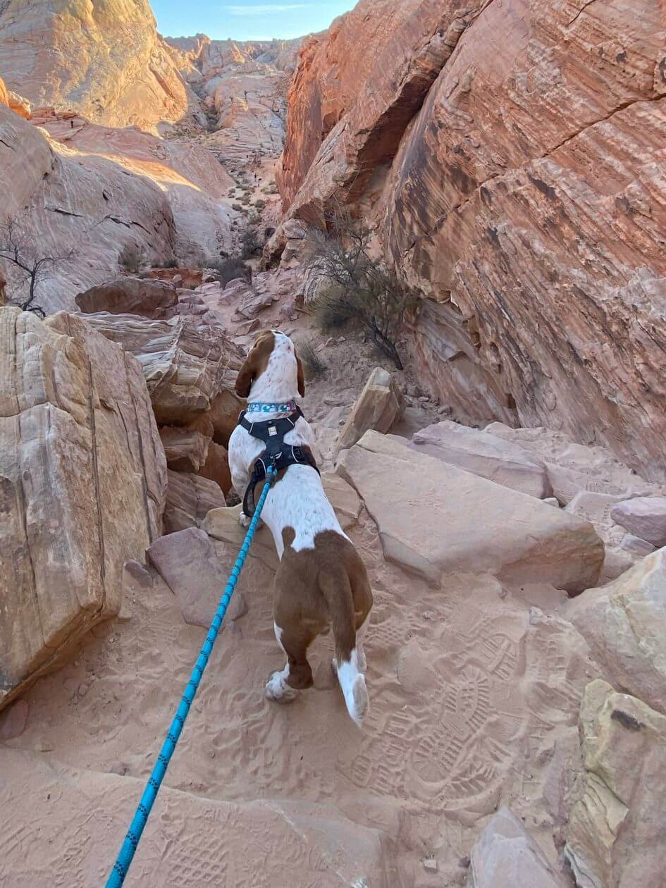 Can Dogs Hike In Zion National Park
