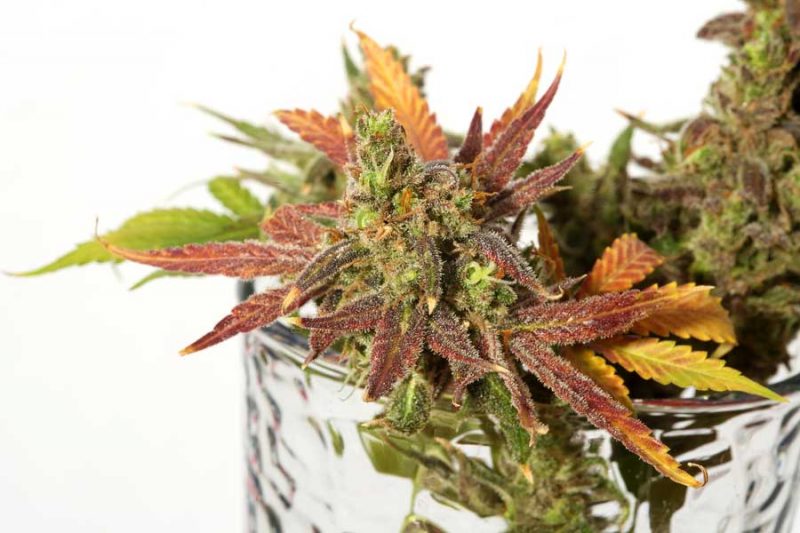 How to Feminize Marijuana Seeds Using Aspirin?