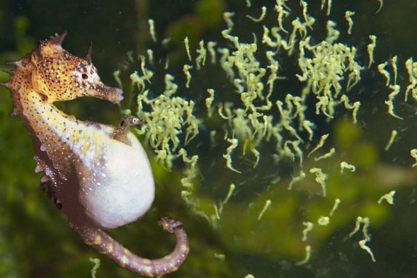 12 Hewan Laut Yang Cantik Begitu Indah Memesona Ekor9 Com Ekor9 Com 12 Hewan Laut Yang Cantik Begitu Indah Memesona Ekor9 Com Ekor9 Com gambar gambar hewan laut
