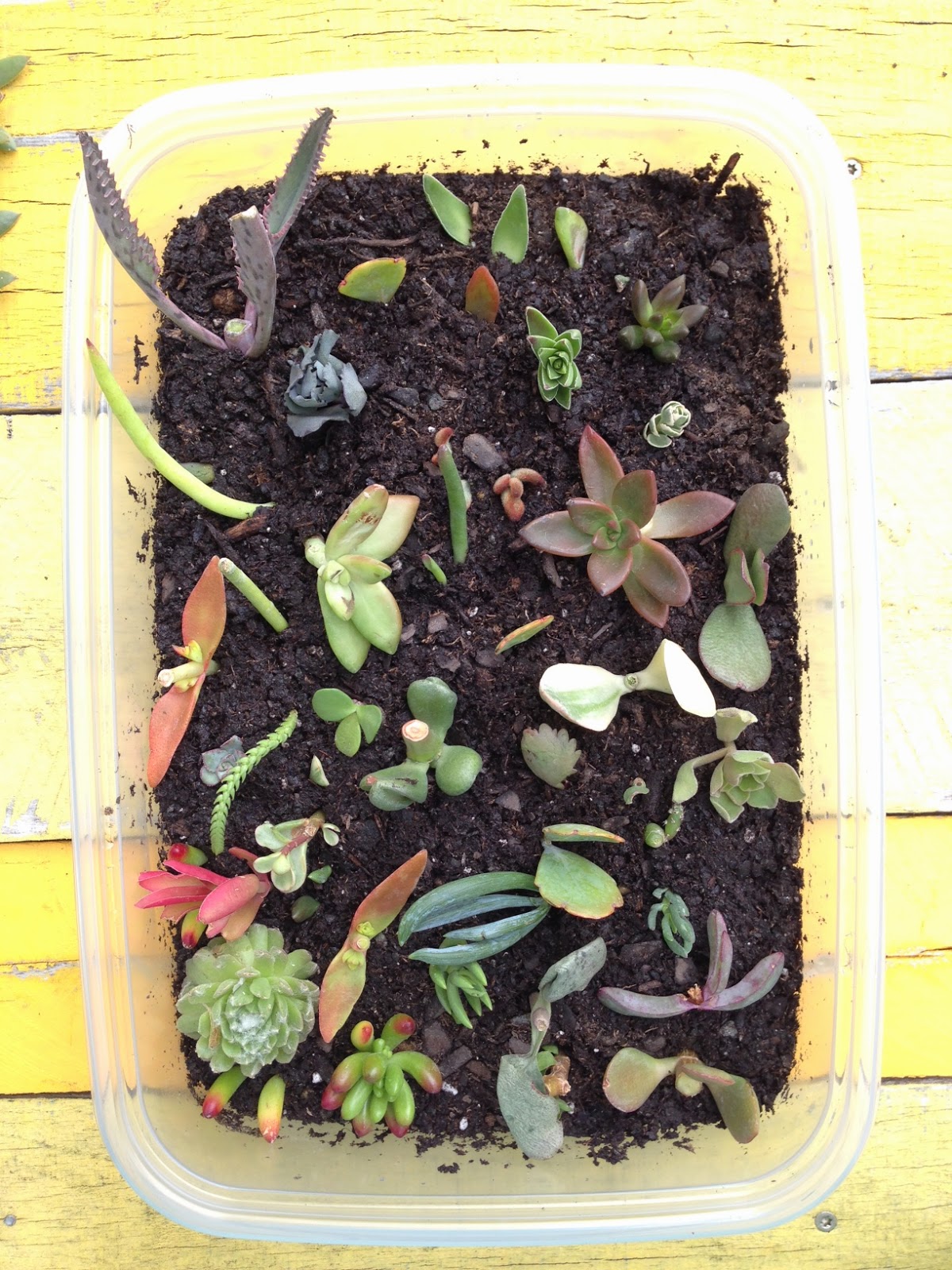 Awesome Tips To Start A Succulent Collection At Home The Tao of Dana