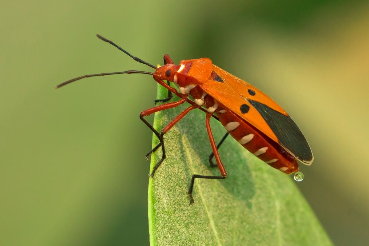 Top 10 Deadliest Insects In The World