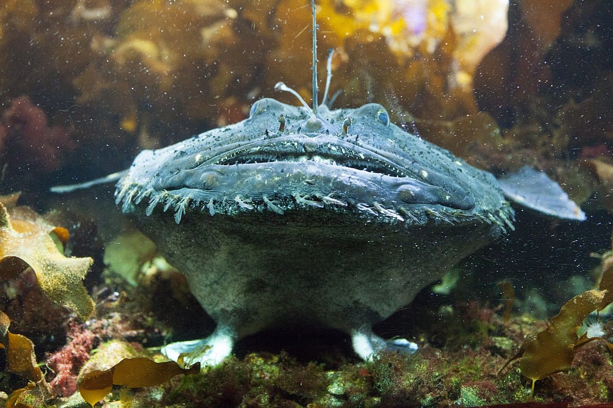 Top 10 Scariest Looking Animals