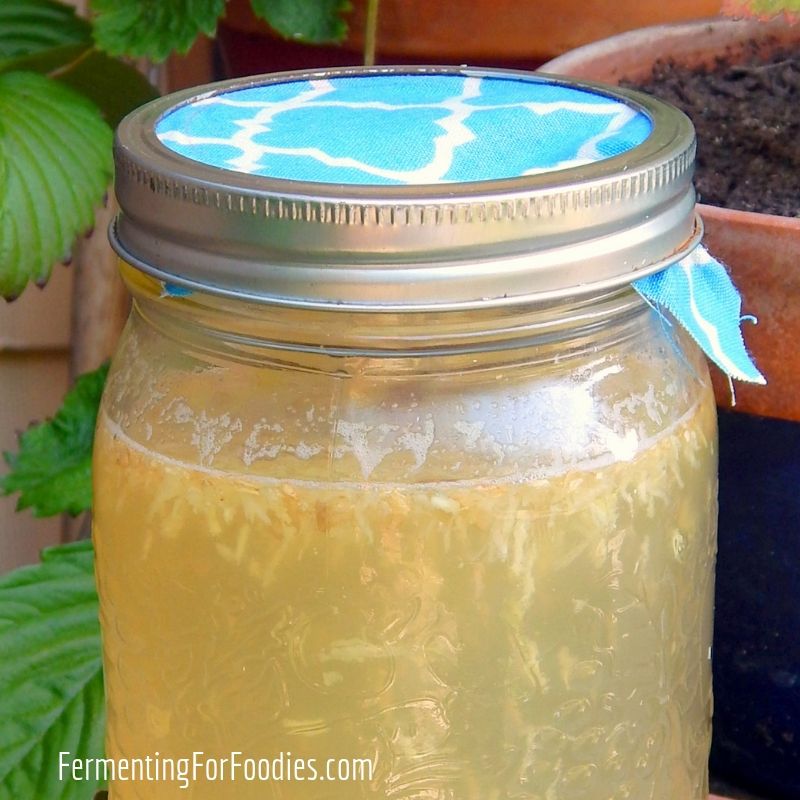 How to Make a Ginger Bug Starter Fermenting for Foodies