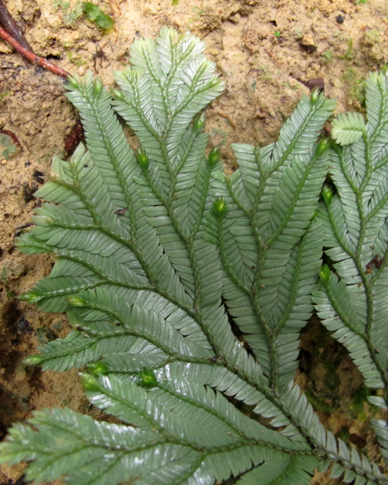 Selaginella sp. Ferns and Lycophytes of the World