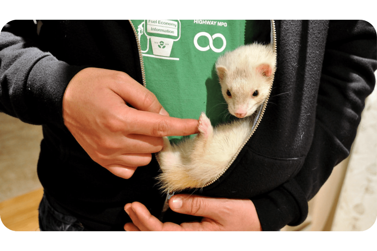 Do Ferrets Like to Cuddle? (If Not, Why Not?)