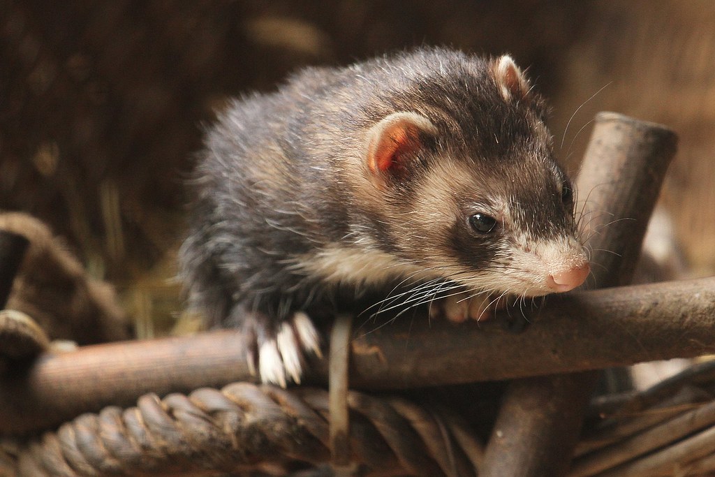 Are ferrets nocturnal? (FINALLY ANSWERED)
