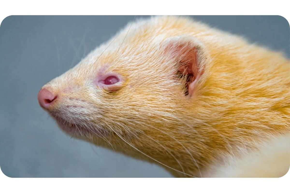 Albino Ferrets Get All The Facts About Them Here!