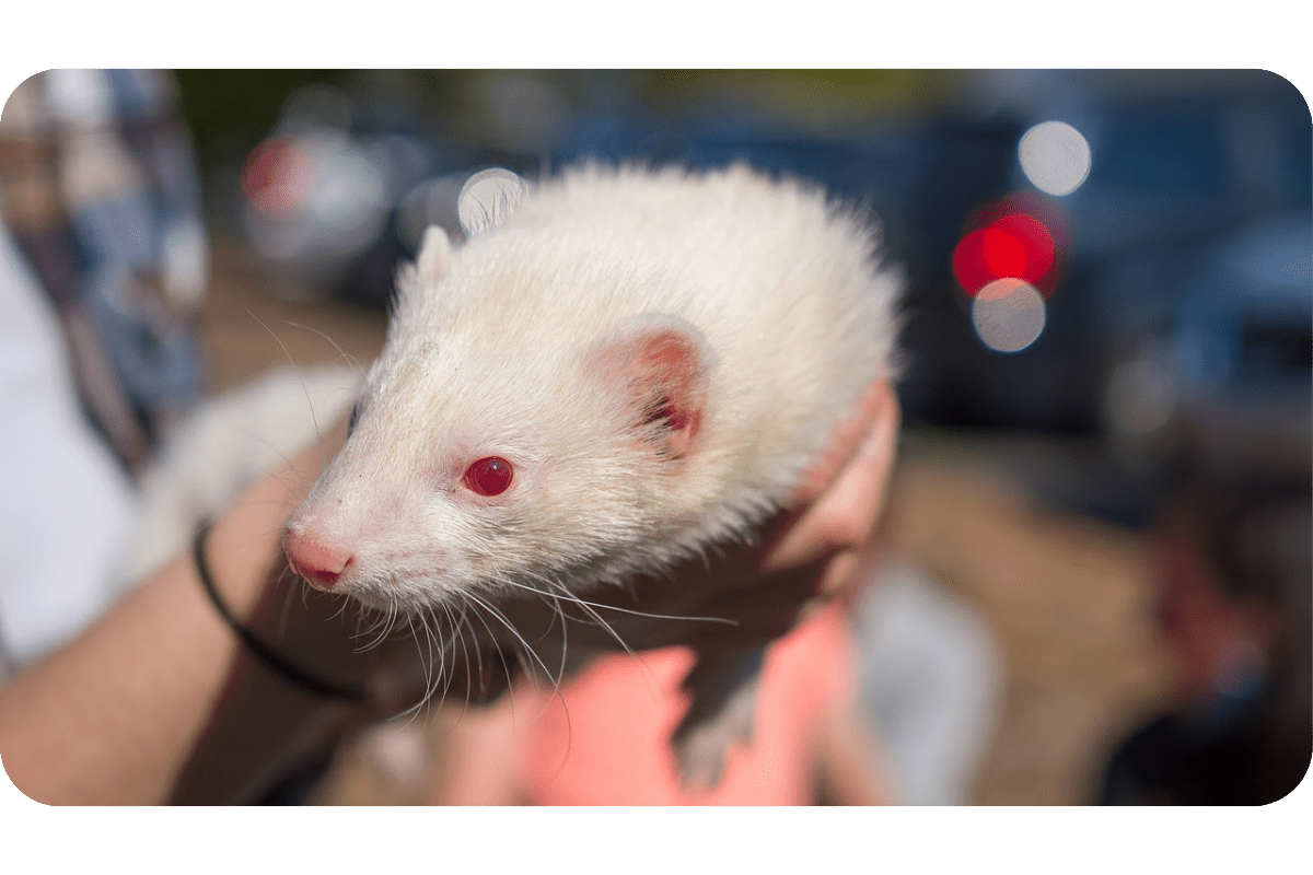 Albino Ferrets Get All The Facts About Them Here!