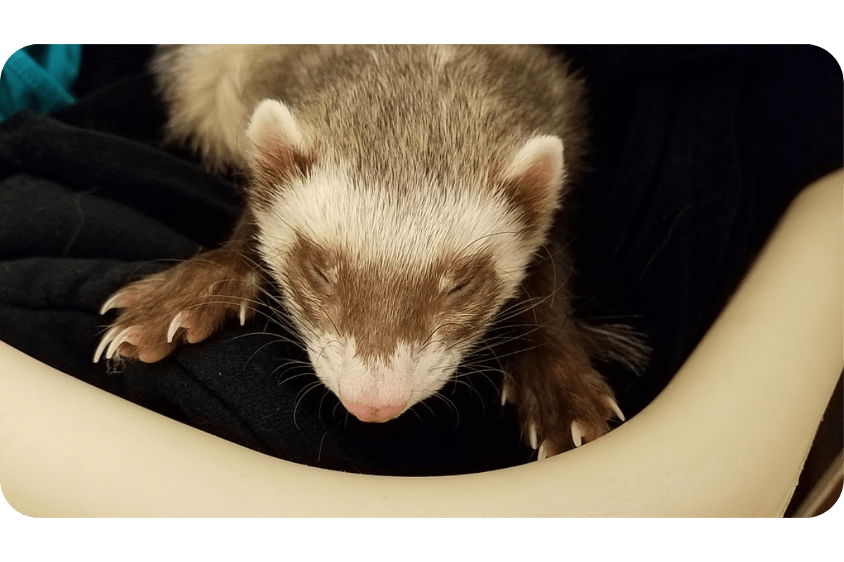 How To Clip Ferret Nails (Guide & Techniques)