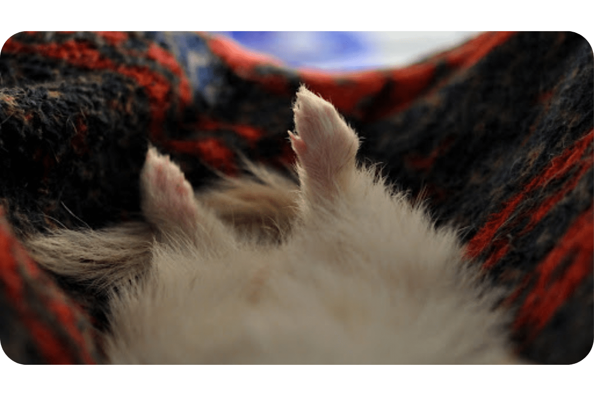 How To Clip Ferret Nails (Guide & Techniques)