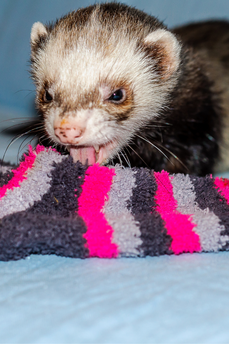 DIY Ferret Cages An Indoor Paradise for Your Weasel