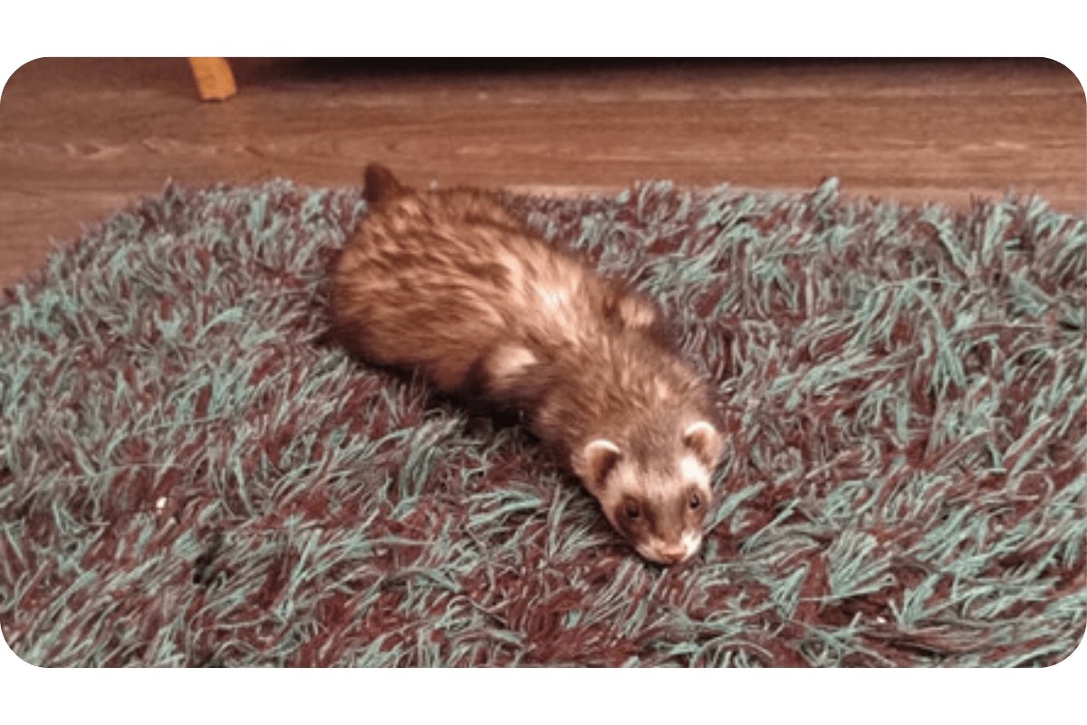 Ferret Behavior Biting, Hissing, & Dooking Acts of A Ferret