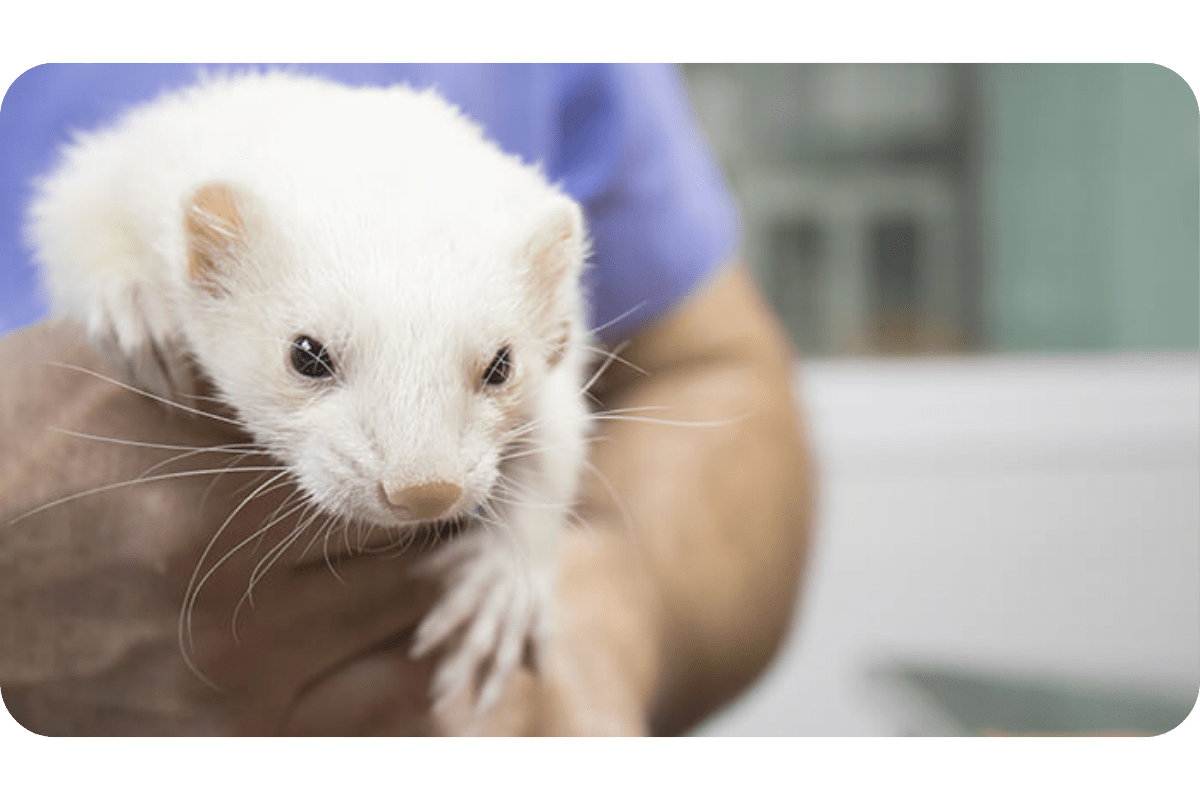 Buy a Ferret (StepByStep Buying Guide)