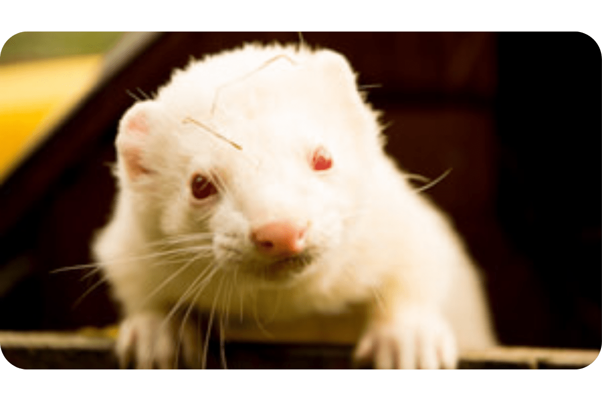 All Types of Ferrets & Their Different Breeds (Updated)