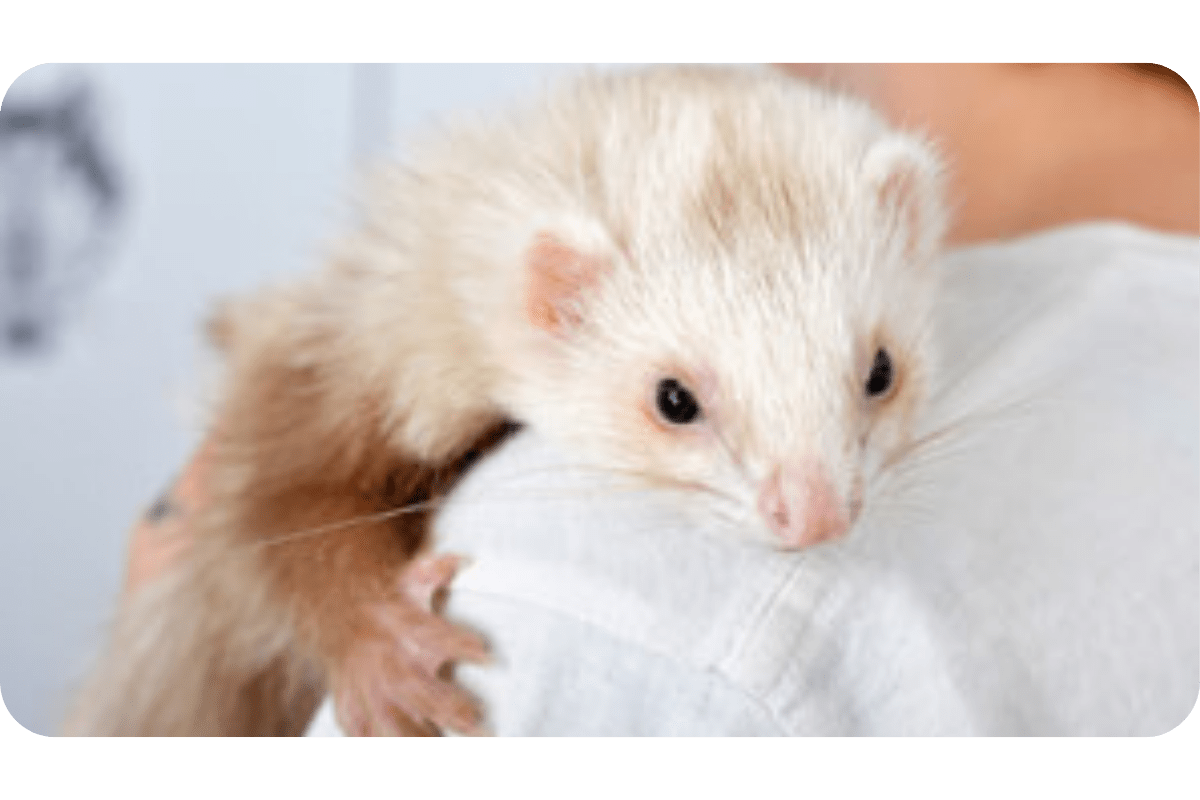 All Types of Ferrets & Their Different Breeds (Updated)