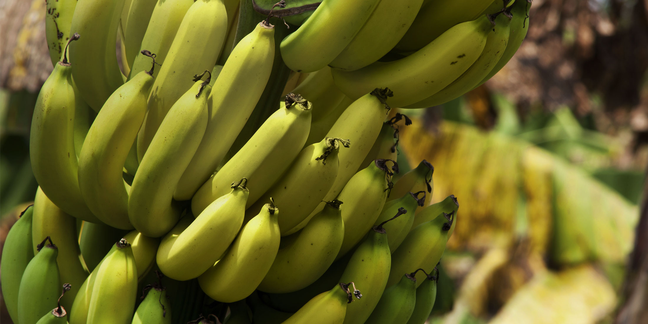 what-is-the-botanical-name-of-banana-thepoetandtheplant
