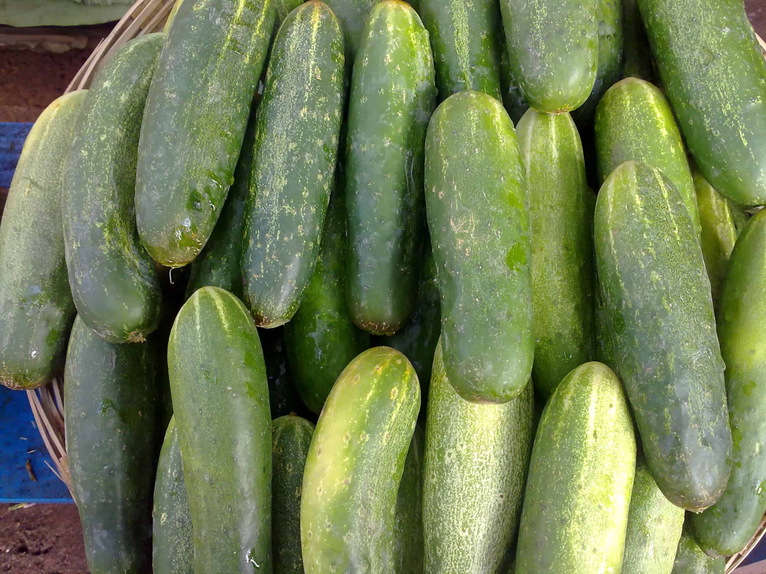 Cucumber Fertilizer What Type of Fertilizer to use on Cucumber Plants?