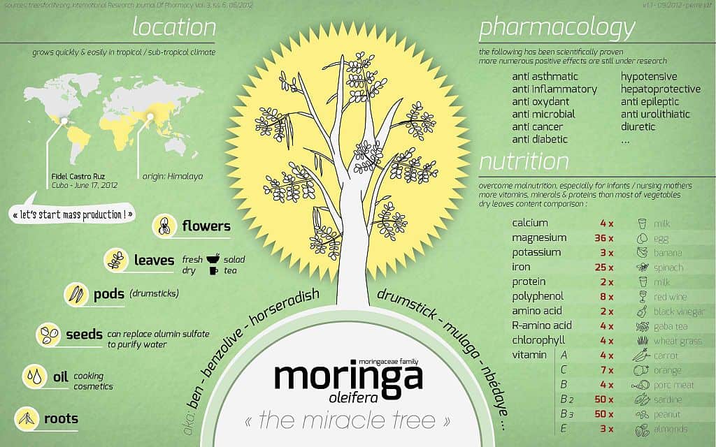 Moringa Plant Care Tree Cultivation Comprehensive [Informative] YES!