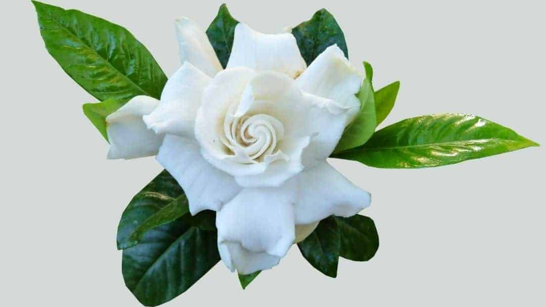 Gardenia Plant Care [2021] The Best Gardenia Plant Fertilizer Reviews
