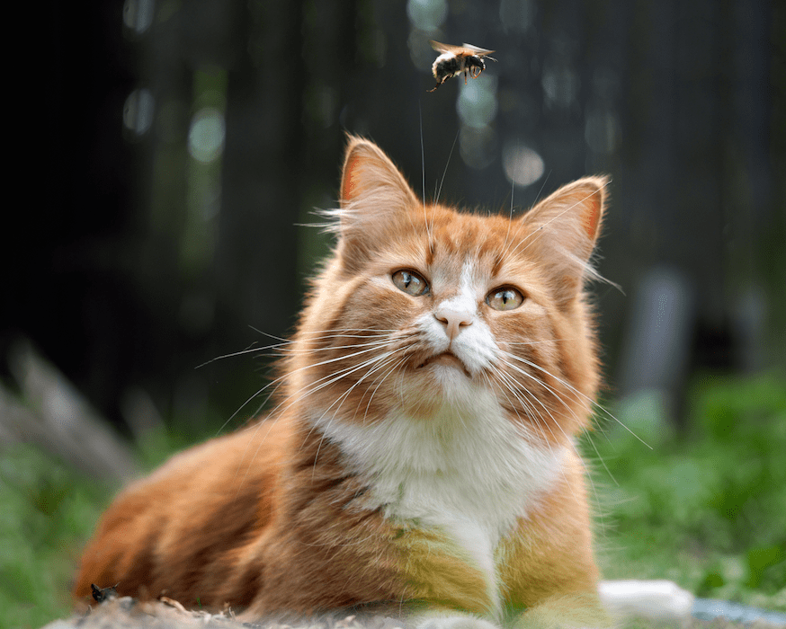 The Best Ways to Treat a Cat Bee Sting Fetch! Pet Care