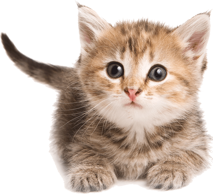 kittenboarding Fetch Pet Resort