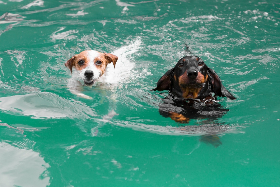 Swimming Dogs Fetch Pet Resort