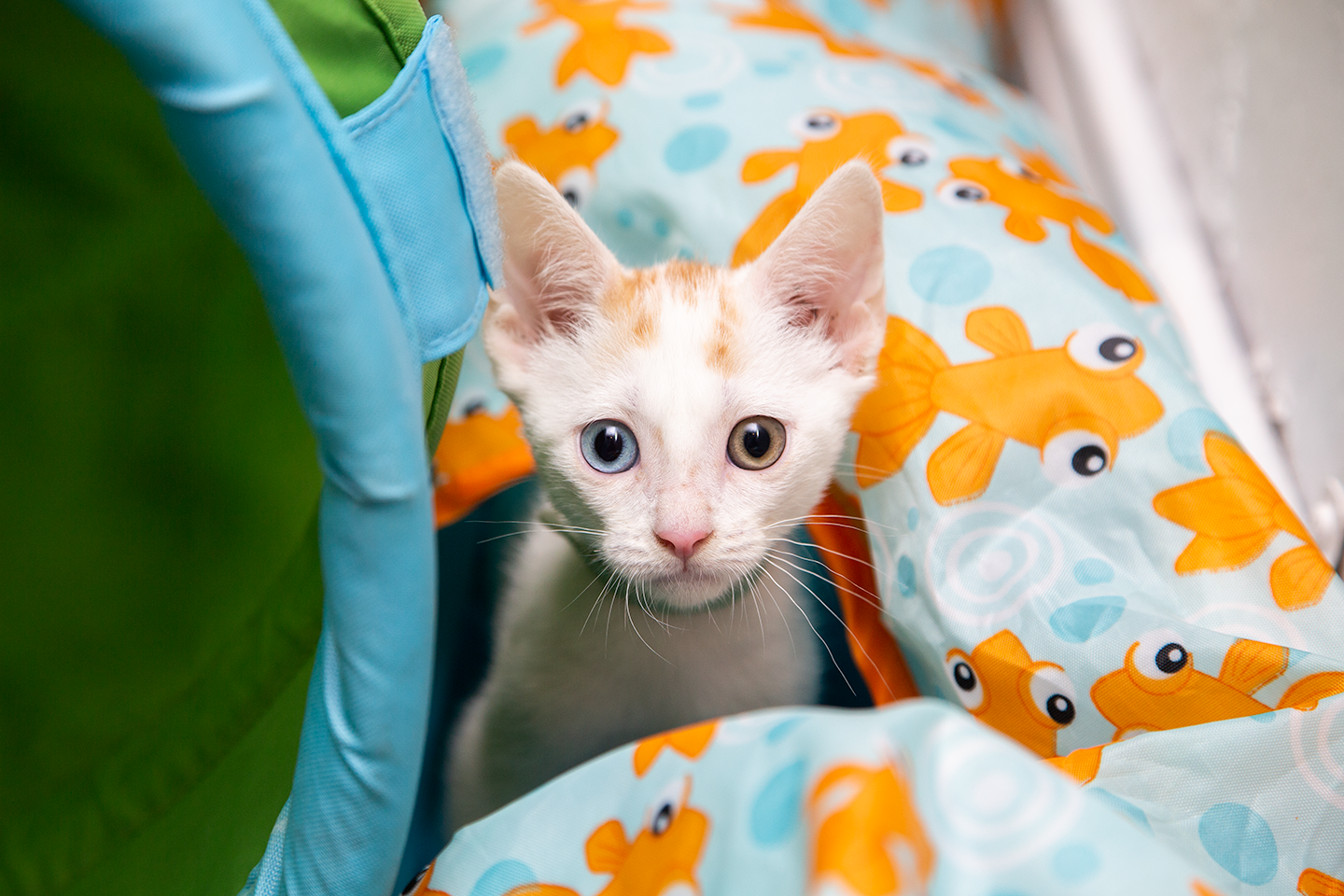 Feral Freedom NorCal