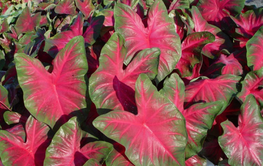 Royal Flush™ ‘UF1849’ Florida Foundation Seed Producers, Inc.