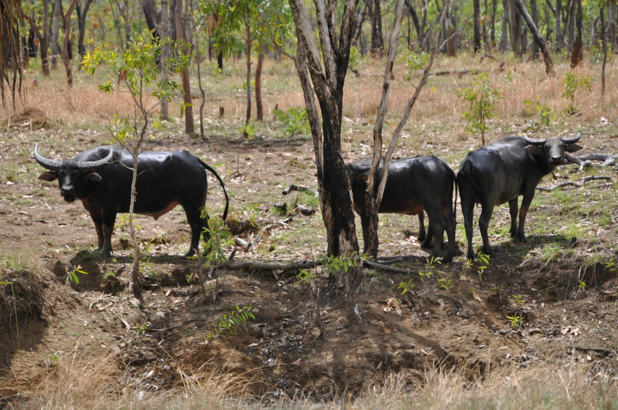 Fondation Franz Weber Wild Horse Sanctuary in Australia
