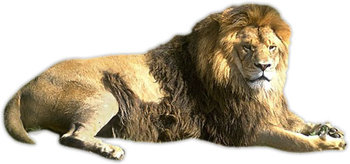Free Animated Animals Animal Gifs Clipart