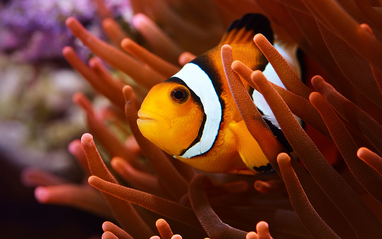 Free Fish Background Images Wallpapers
