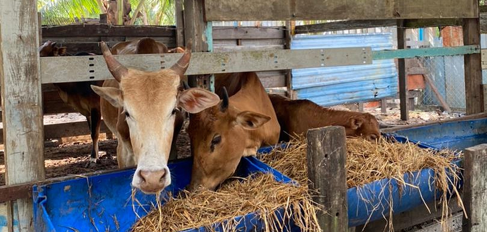 FGV Launches Highly Nutritious Animal Feed Brand, ALMA FGV Holdings