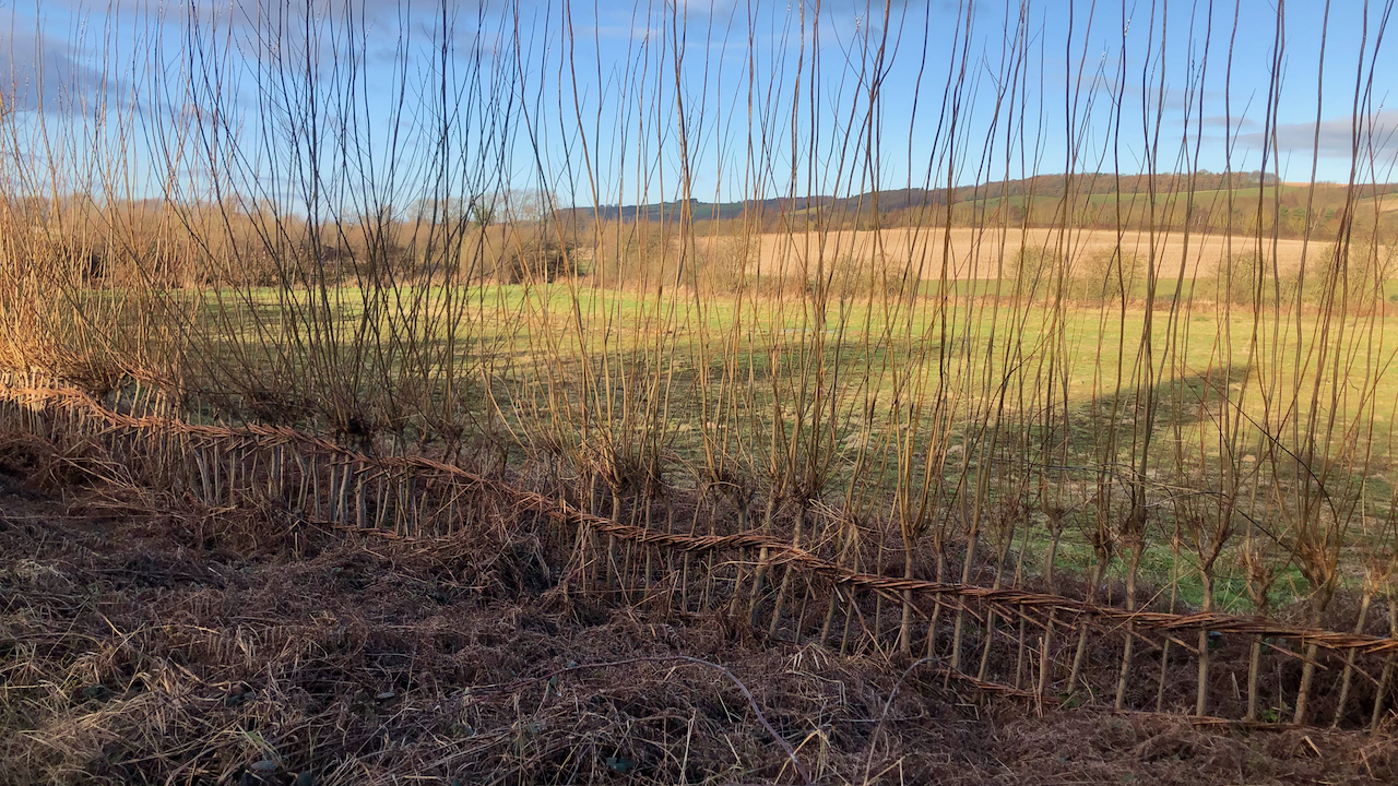 Willow hedging Out & About