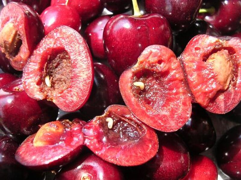 Cherry Fruit Fly Organic Control at Sandra Michel blog