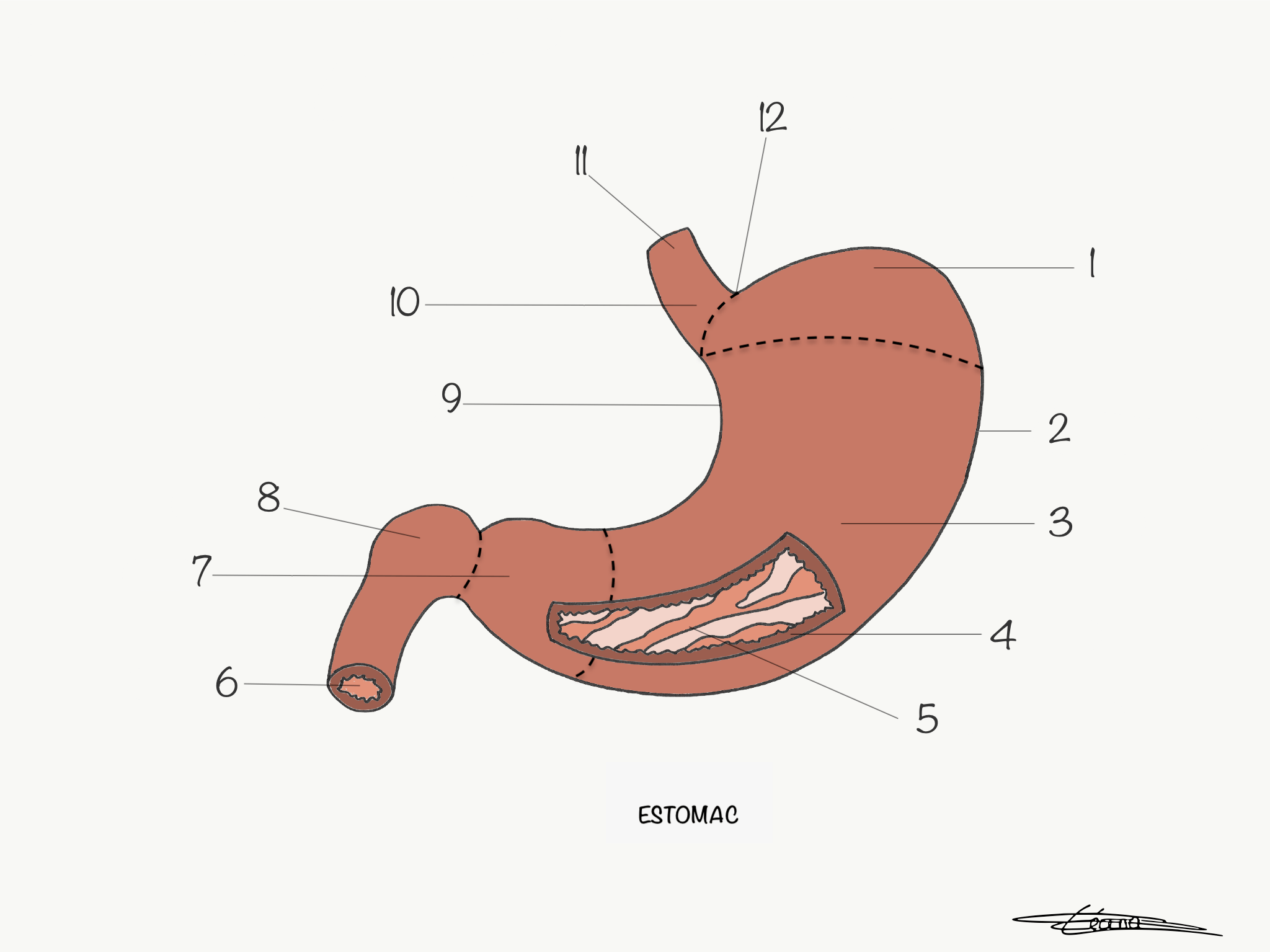 Estomac Fiches IDE