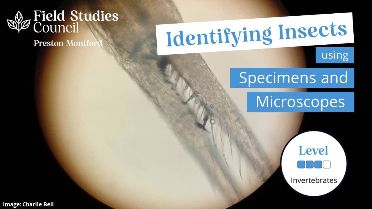 Identifying Insects using Specimens and Microscopes MMU 2023 Field