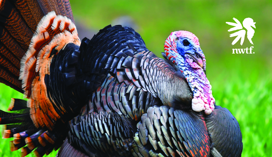 Pa Youth Spring Turkey Season 2023