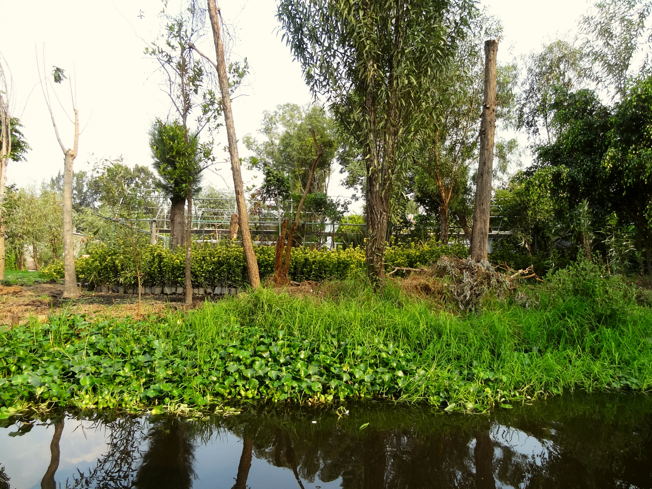 Chinampas, the floating gardens of a sinking city Field Study of the World jpg (2582x1937)