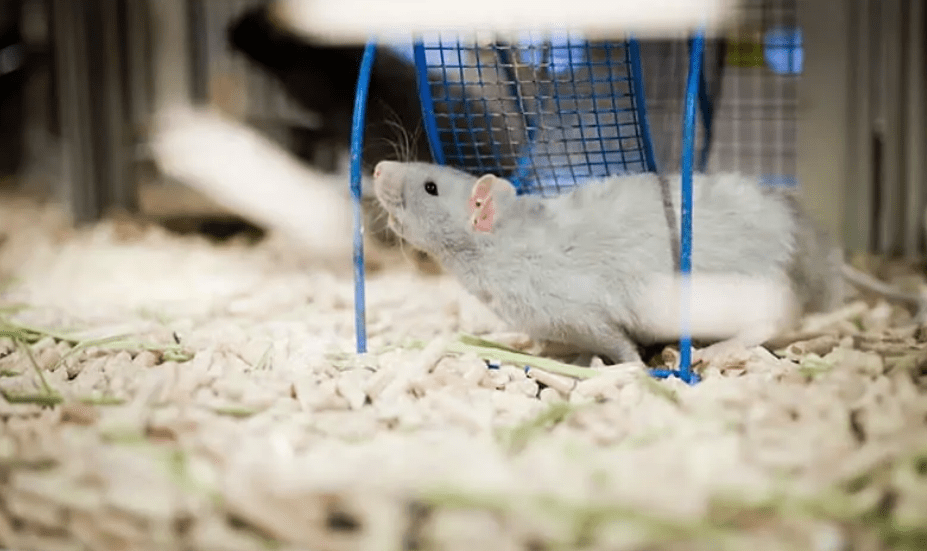 How To Properly Take Care Of A Pet Rat FiftyFive Plus Magazine