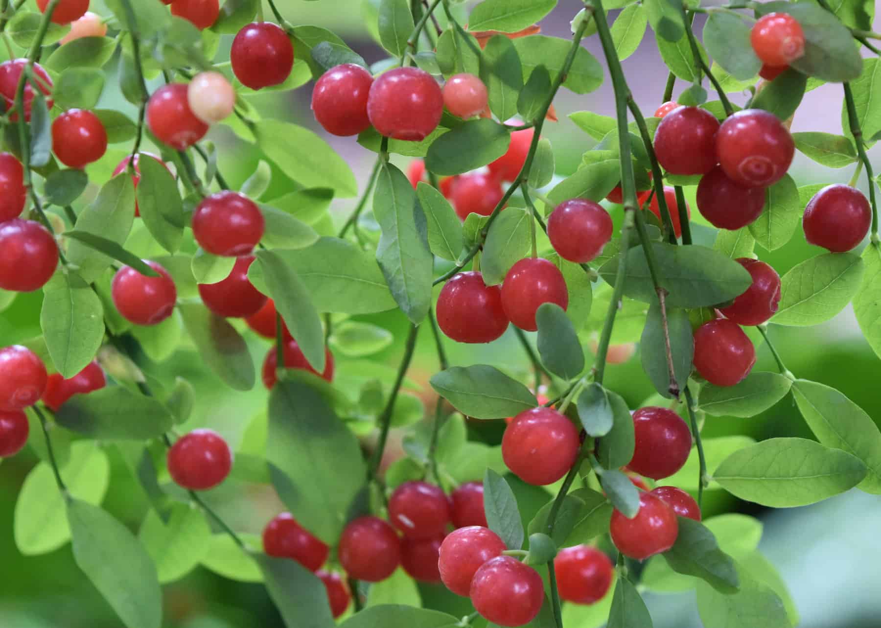 BC Native Plants A Guide to Gardening with Indigenous Flora Figaro's