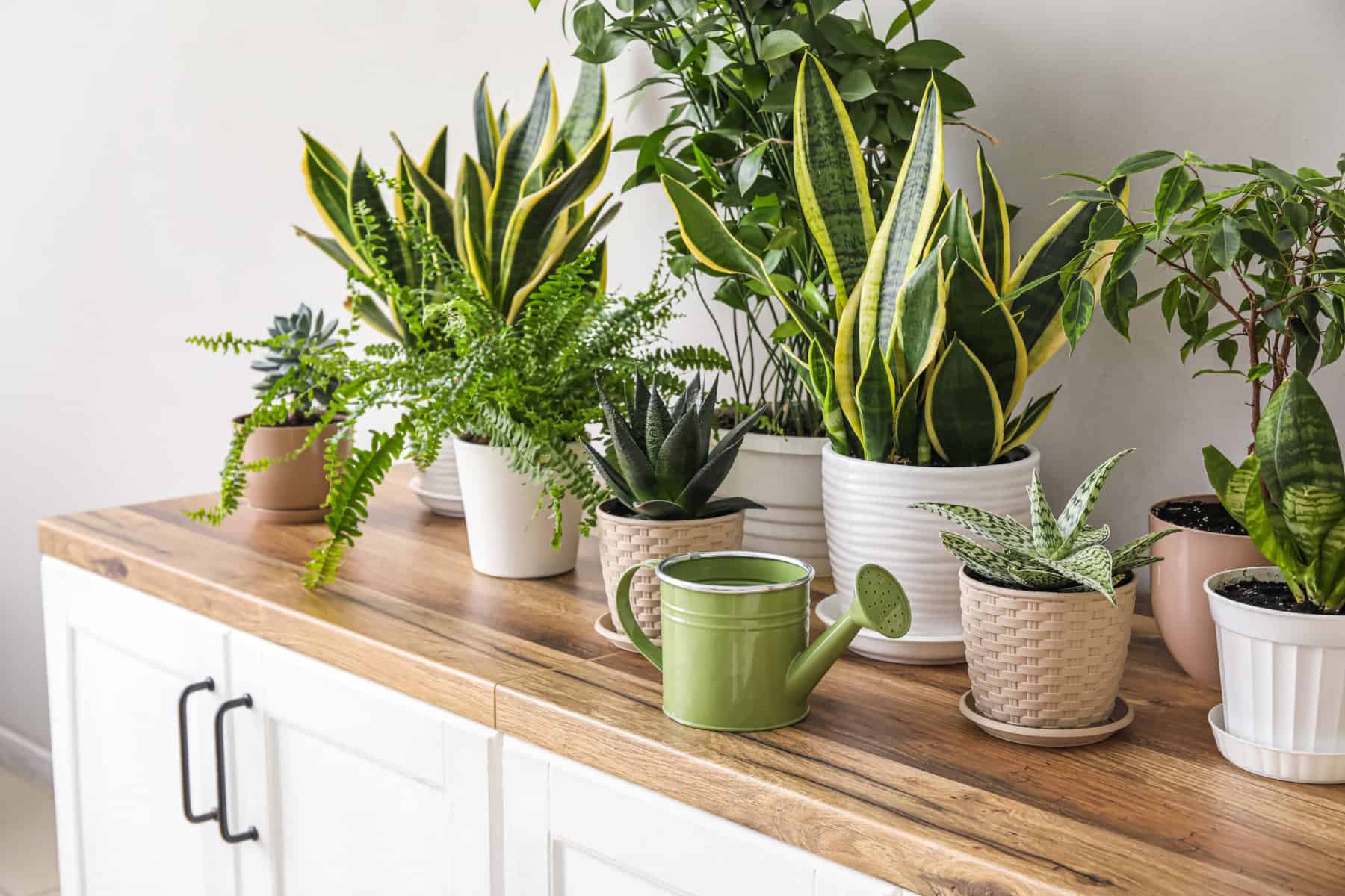 Winter Houseplant Care Transitioning Houseplants Indoors and Caring