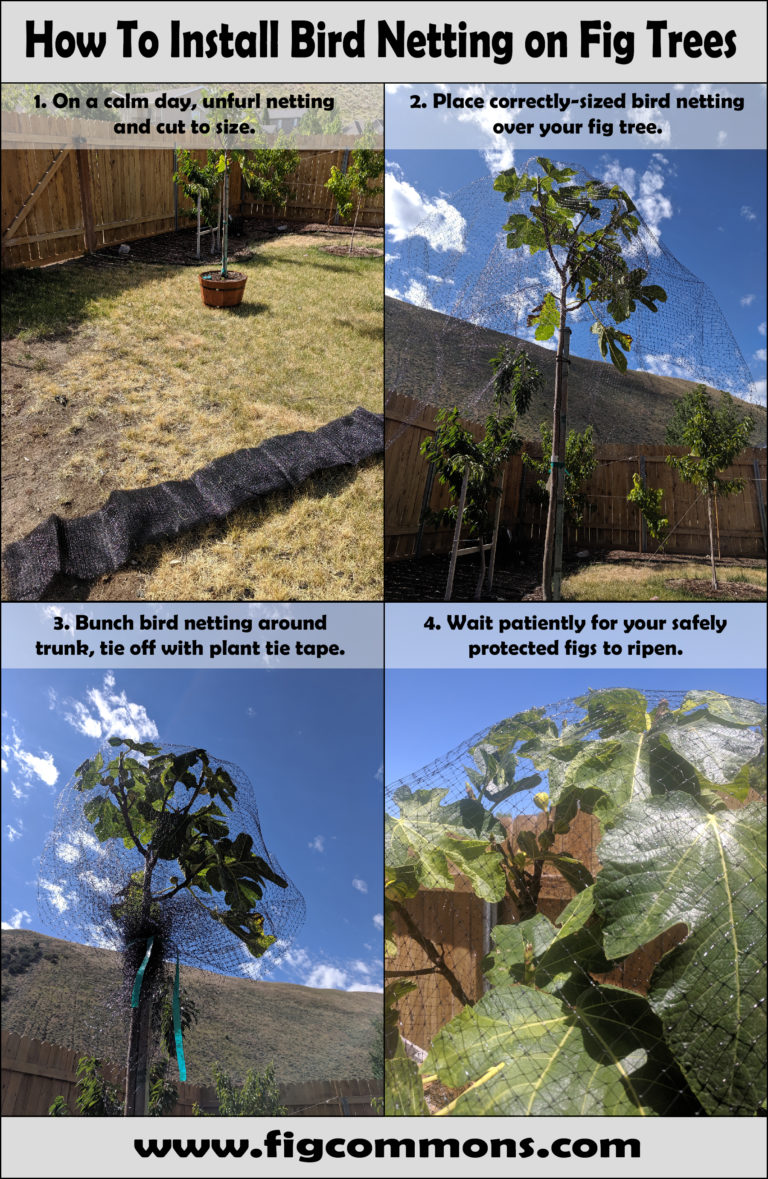 How to protect figs from birds the two most effective methods The